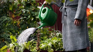 En person vattnar trädgårdslandet med en vattenkanna.