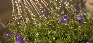 Vatten strilar ner över blommor.